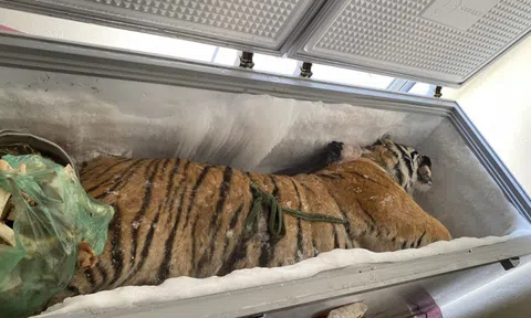 Hà Tĩnh: Phát hiện 1 con hổ đông lạnh trong nhà dân