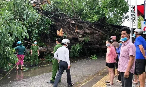 Cây đa cổ thụ 200 năm tuổi bật gốc, đè chết người đi đường