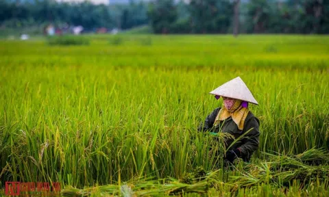 Đảm bảo không đứt gãy chuỗi sản xuất nông nghiệp