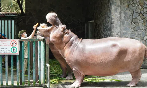 Cận cảnh Thảo Cầm Viên Sài Gòn sau nhiều tháng đóng cửa