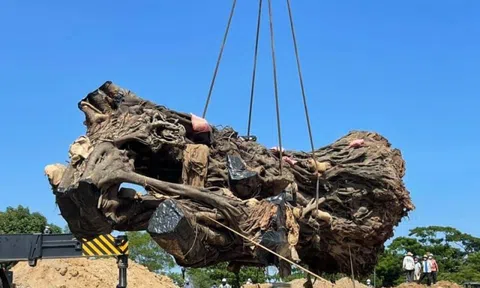 Quảng Ngãi: Cây đa 200 năm tuổi bị ngã đổ được trồng lại ở núi Thiên Bút