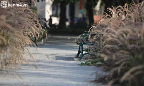Ảnh: Hàng ghế ở hồ Gươm bị cỏ dại mọc bao quanh sau 2 tháng Hà Nội thực hiện giãn cách