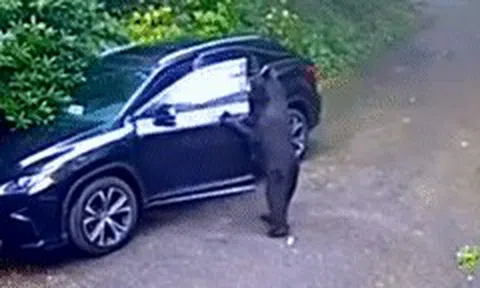 Gấu đen 'đột nhập' Lexus RX, nữ tài xế hốt hoảng bỏ chạyicon