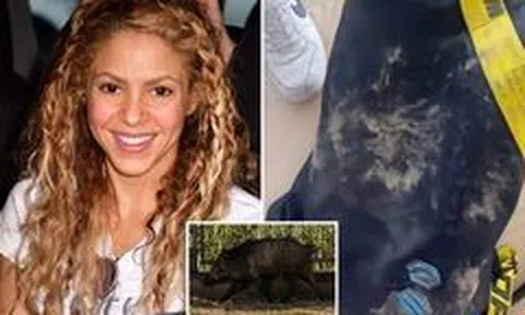 Shakira và con trai bị lợn rừng tấn công ở Tây Ban Nha