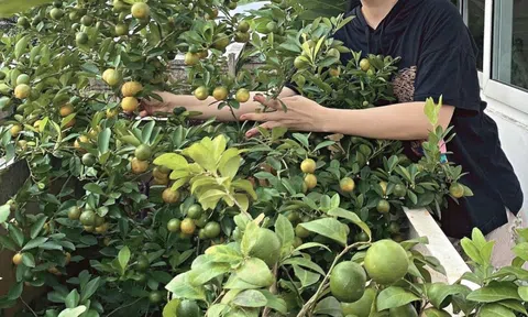 Giáng My thu hoạch rau quả ở biệt thự