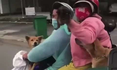 Chủ nhân 15 con chó bị tiêu hủy ở Cà Mau: Tôi quá mệt mỏi!