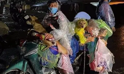 Trưởng trạm y tế nơi tiêu hủy đàn chó, mèo xin nghỉ việc