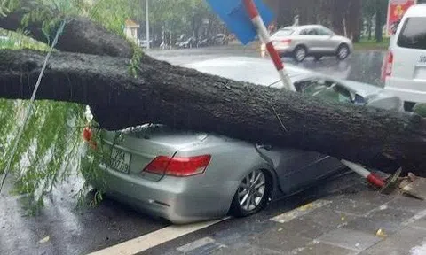 Cây cổ thụ bật gốc đổ đè bẹp xe Camry ở Hà Nội