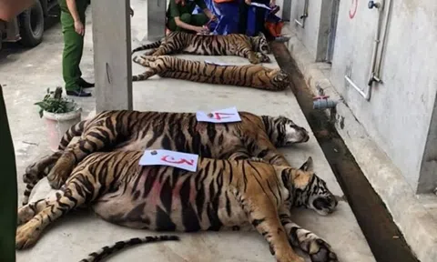 Thông tin mới về vụ 17 con hổ lớn nuôi nhốt trong khu dân cư