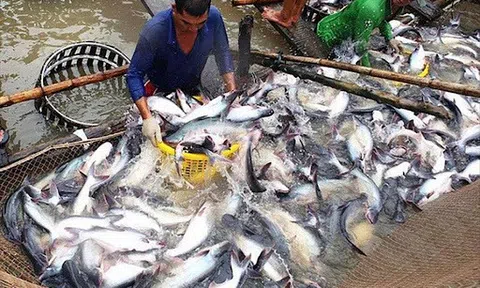 Lời giải cho 30.000 tấn thủy sản tồn đọng của "xứ sở sen hồng"