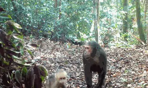 CLIP: Ngắm đàn khỉ mặt đỏ tò mò trước "vật thể lạ" trong rừng Quảng Trị