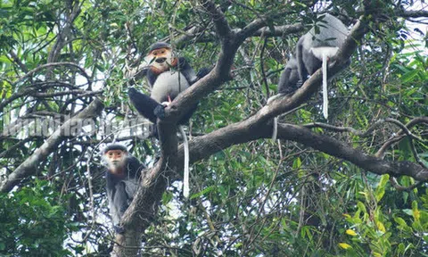 Xác định chủ phương tiện liên quan vụ bắn chết 5 con voọc chà vá chân xám quý hiếm