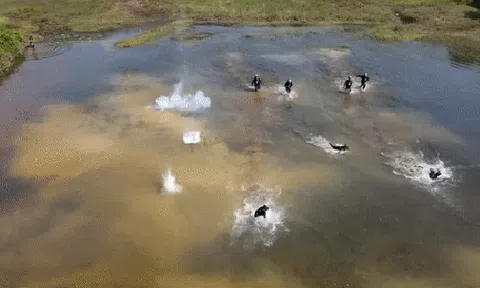 ẢNH, VIDEO ĐỘC QUYỀN: Chó nghiệp vụ CSCĐ hung mãnh băng qua 'bão đạn' quật ngã tội phạm