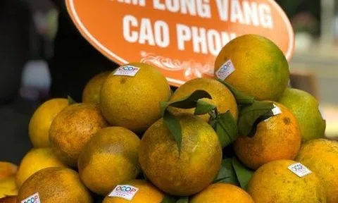 Cây ăn quả có múi Hòa Bình hướng tới mục tiêu xuất khẩu