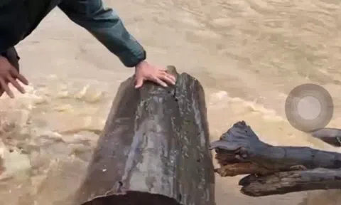 CLIP: Nước lũ cuồn cuộn đổ về, người dân Bình Định vẫn “liều mình” đi vớt gỗ