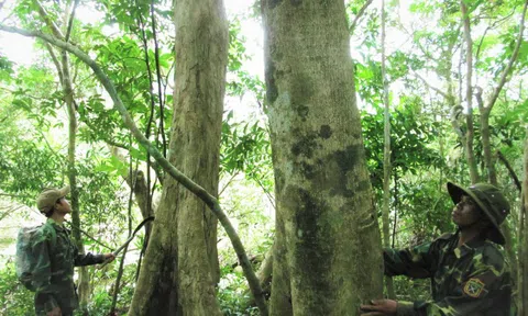 Rừng cộng đồng đầu tiên được cấp chứng chỉ quốc tế