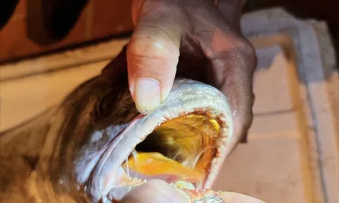 Ngư dân bắt được con cá lạ, miệng vàng như nghệ