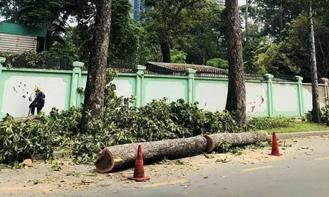 Nhiều cổ thụ trên đường phố TP HCM bị đốn hạ, vì sao?