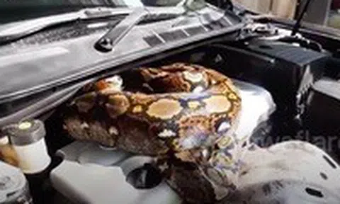 Mở nắp capo ra xem, thợ sửa xe hoảng hốt thấy 'vị khách' nằm cuộn trònicon