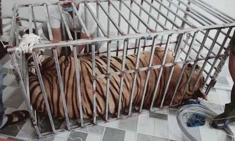 Con hổ 5 tuổi trị giá cả tỷ đồng bất ngờ chết trong khu sinh thái