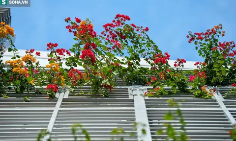 Hai bên nhà ga tuyến Nhổn - ga Hà Nội phủ rặng hoa giấy: 'Tôi liên tưởng tới châu Âu'