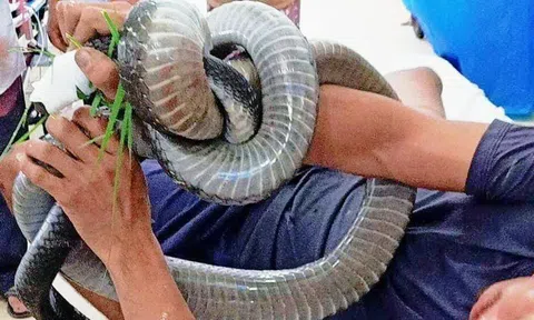 Rắn hổ mang cắn, người đàn ông ở Quảng Bình suýt phải cắt bỏ bàn tay