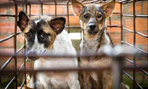 Hội An cam kết loại bỏ tiêu thụ thịt chó