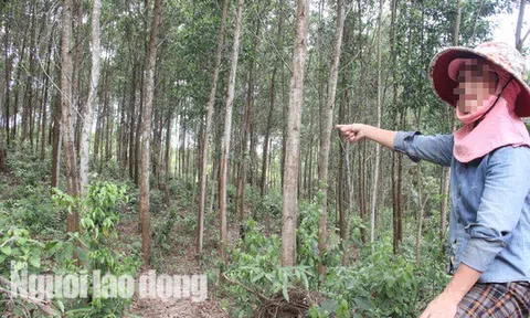 Đất rừng vào nhà cán bộ: Đề nghị thu hồi hàng loạt "sổ đỏ" cấp sai