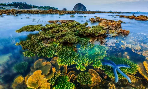 Đề nghị gia hạn thời gian thực hiện dự án bảo tồn san hô Hòn Yến