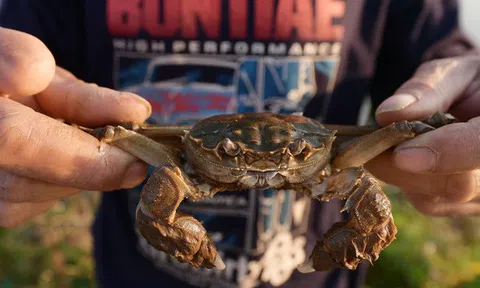 Theo chân ngư phủ săn loài kỳ lạ kiếm tiền triệu mỗi ngày, chỉ xuất hiện vào mùa lạnh