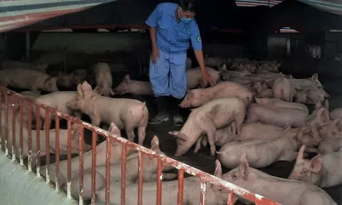 Tỉ phú "Bàng vịt"