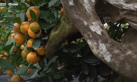 Chiêm ngưỡng cây quất thế "căng buồm vượt trùng dương" giá trăm triệu tại Hà Nội