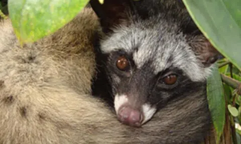 Phát hiện xe bán tải chở 8 con cầy vòi hương quý hiếm