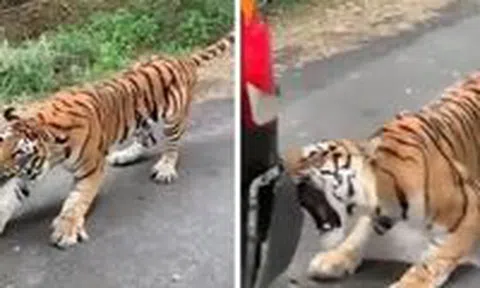 Ô tô SUV chở 6 người kẹt giữa rừng, bị hổ kéo lê xeicon