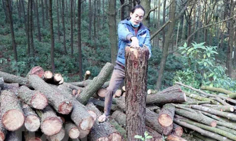 Tạm giữ sư trụ trì và 3 đối tượng liên quan đến việc cưa hạ thông trước cửa chùa