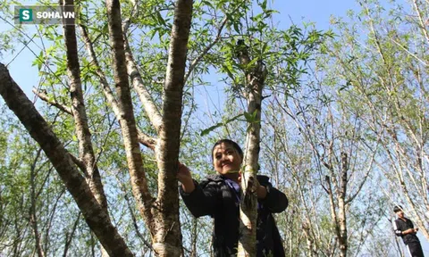 Loài cây sần sùi như que củi trở thành "kho báu" của người dân miền biên giới dịp Tết