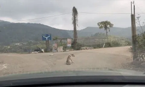 Nữ tài xế buộc phải lùi xe vì chú chó nằm giữa đường khi vào bảnicon