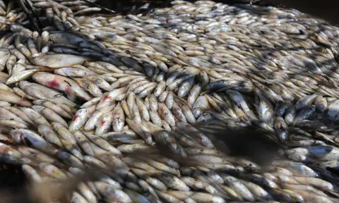 Cá chết nổi đầy mương thoát nước KCN Tam Thăng