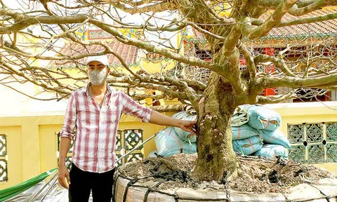 Một cây mai được chốt giá 4 tỷ đồng