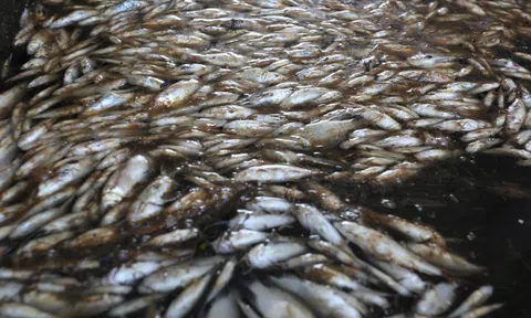 Cá chết đầy mương thoát nước KCN Tam Thăng: Dòng nước nóng bất thường!