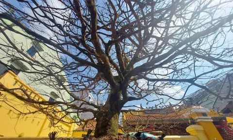 Chợ Tết vừa xuất hiện cây mai "đỉnh của đỉnh", một đại gia bí ẩn chốt mua 4 tỷ sau 10 phút