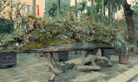 Nhất Chi Mai, Đào Thất Thốn giá vài trăm triệu xuống phố