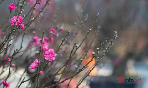 Mùng 1 Tết, Hà Nội đón gió mùa Đông Bắc, rét đậm, mưa phùn