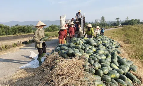 Quảng Nam thu hút đầu tư chợ đầu mối nông súc sản hơn 100ha