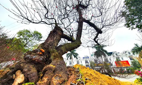 Ngắm gốc đào cổ thụ "khủng" giá nào cũng không bán, cho thuê vài ngày hàng trăm triệu