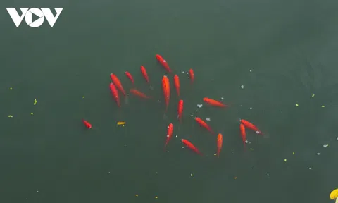 Người dân đã ý thức hơn khi thả cá tiễn ông Công, ông Táo về Trời