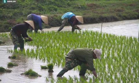 Những người phụ nữ "còng lưng" lội ruộng cấy thuê kiếm nửa triệu mỗi ngày