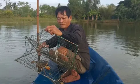 Cua biển ngon nhất miền Tây đạt giá “kỷ lục” 1 triệu đồng/kg