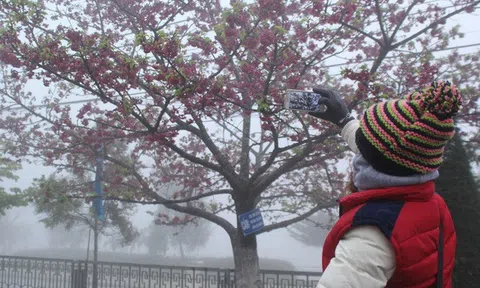 Bắc Bộ rét đậm, rét hại diện rộng từ đêm 29/1 khả năng có mưa tuyết