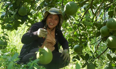 Trúng vụ bưởi Tết, nông dân thu về tiền tỉ